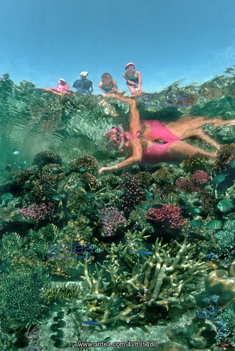 : Coral Reef - Tourists admiring snorkler and corals : Coral Reef - Tourists admiring snorkler and corals