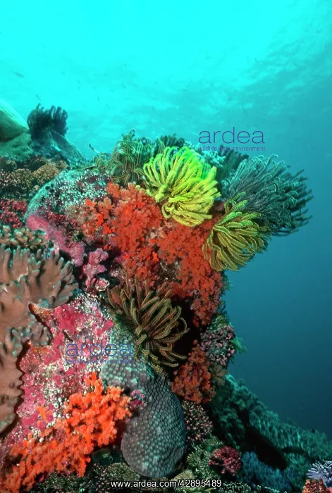 : Coral reef - Underwater scene of coral reef with : Coral reef - Underwater scene of coral reef with