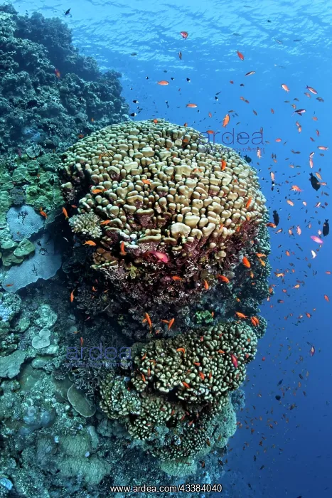 : Coral reef wall with large dome coral (Portes nodifera) : Coral reef wall with large dome coral (Portes nodifera)
