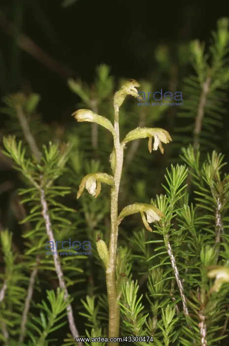  : Coral Root Orchid - in flower