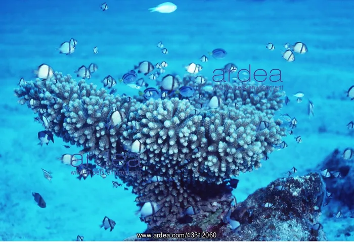 : CORAL ON SAND - Coral Sea 45ft : CORAL ON SAND - Coral Sea 45ft