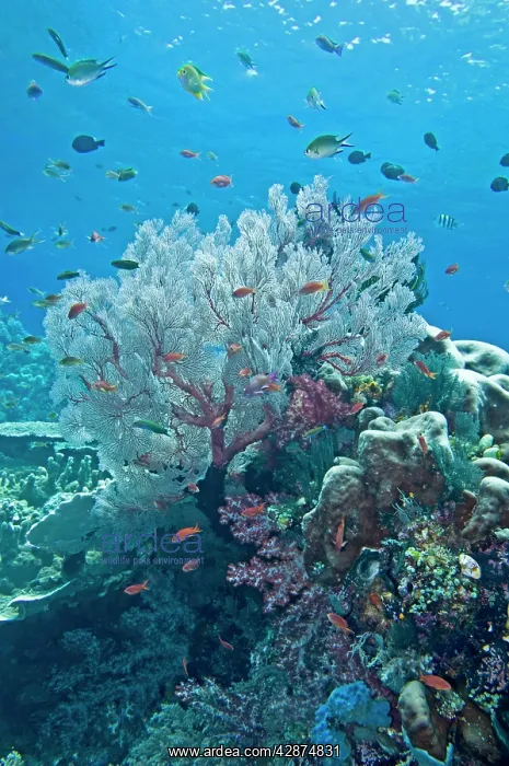 : Coral scene : Coral scene