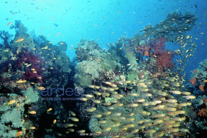 : Coral Scene - Cardinal fish, in hard coral garden : Coral Scene - Cardinal fish, in hard coral garden