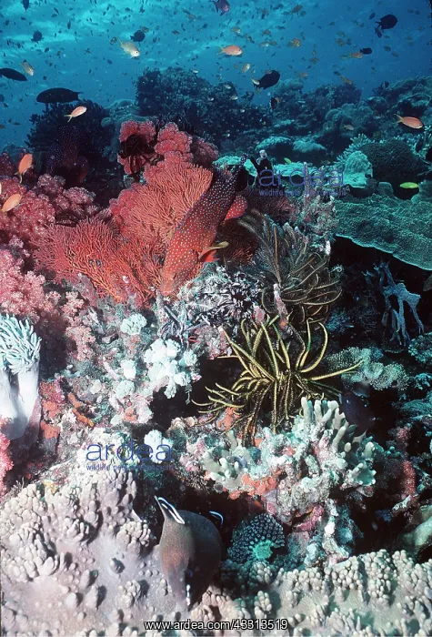 : CORAL SCENE - WITH FISH : CORAL SCENE - WITH FISH