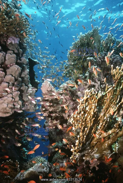 : CORAL SCENE - WITH FISH : CORAL SCENE - WITH FISH