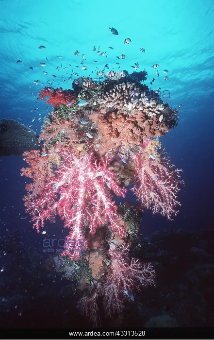 : CORAL SCENE - WITH FISH : CORAL SCENE - WITH FISH