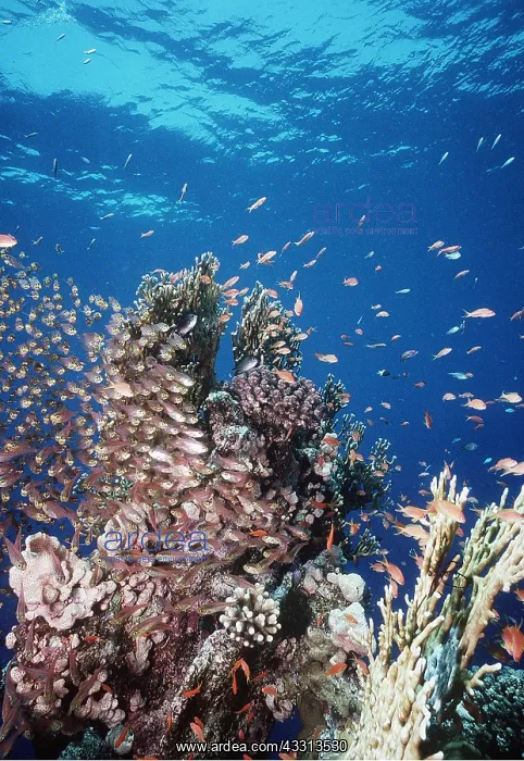 : CORAL SCENE - WITH FISH : CORAL SCENE - WITH FISH