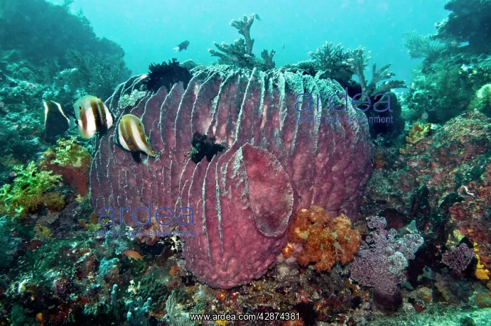 : Coral scene with a huge Barrel Sponge : Coral scene with a huge Barrel Sponge