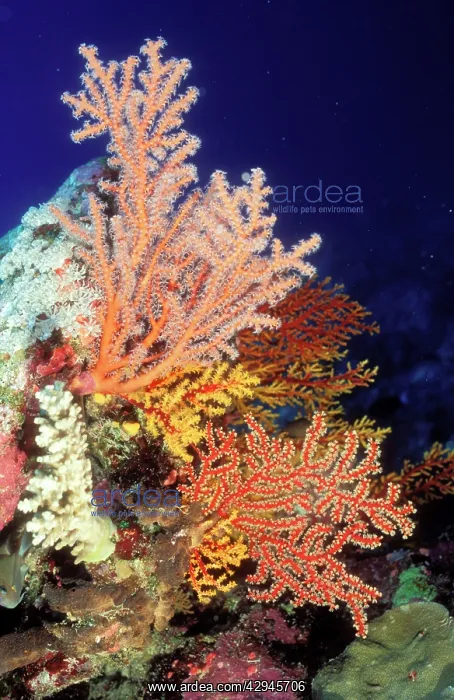 : CORAL - Sea Fan : CORAL - Sea Fan