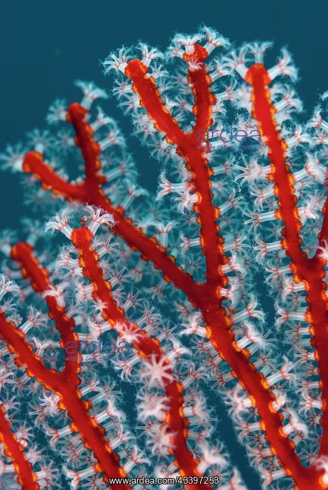 : Coral Sea Fan : Coral Sea Fan