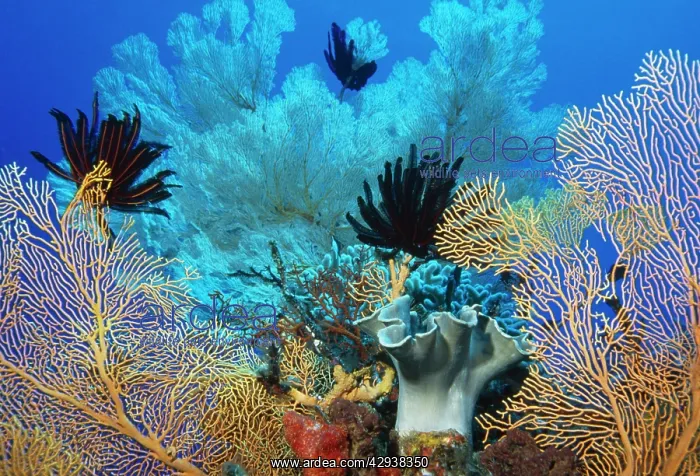 : Coral - Sea fans, crinoids & soft corals ocupying : Coral - Sea fans, crinoids & soft corals ocupying