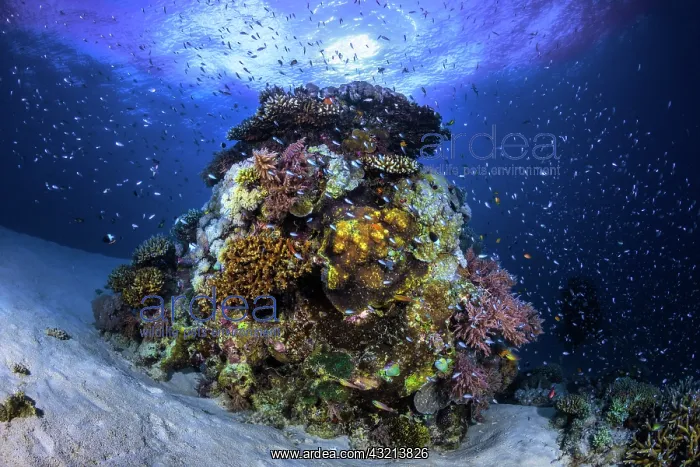 : The coral semaphore, like a lighthouse, a coral : The coral semaphore, like a lighthouse, a coral