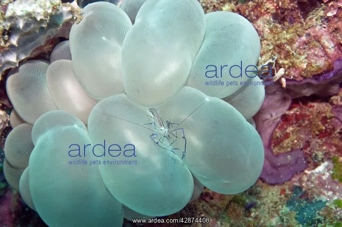 : Coral Shrimp : Coral Shrimp