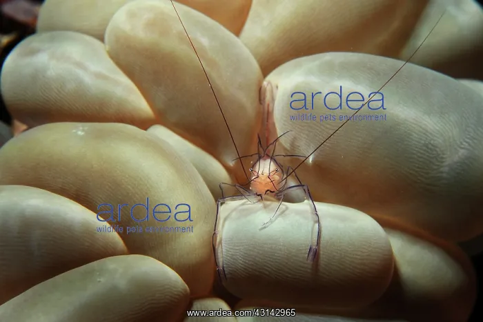 : Coral Shrimp : Coral Shrimp