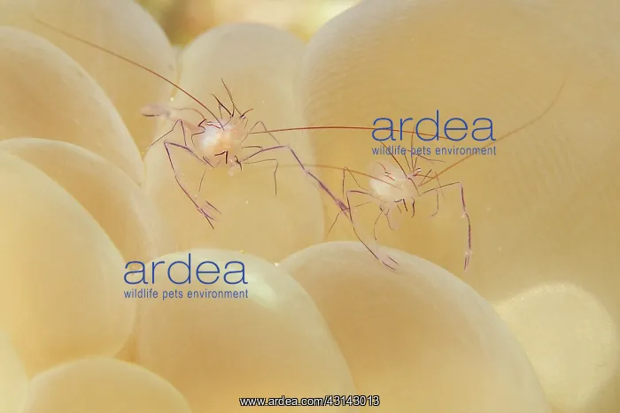 : Coral Shrimp : Coral Shrimp