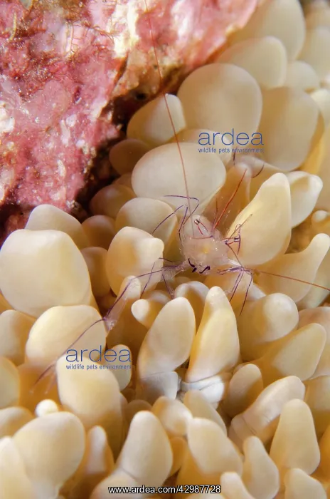 : Coral Shrimp with eggs in coral - Batu Kelebit dive : Coral Shrimp with eggs in coral - Batu Kelebit dive