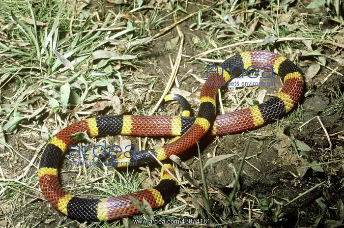 : Coral Snake : Coral Snake