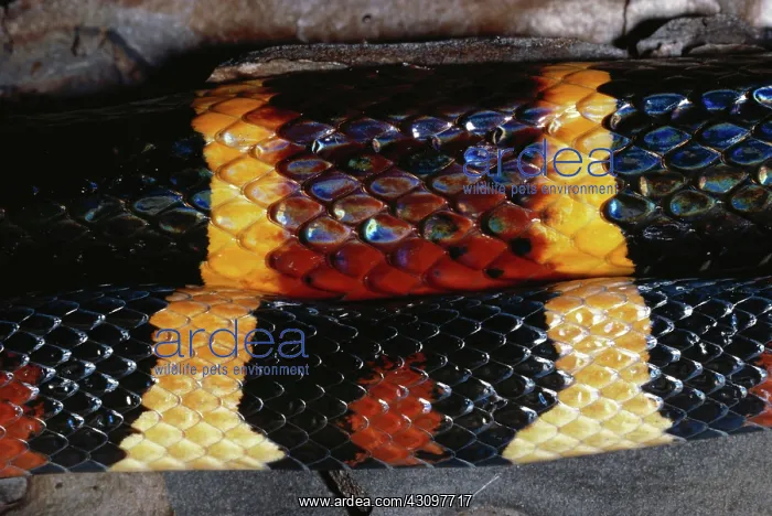 : Coral Snake & King Snake Comparison : Coral Snake & King Snake Comparison
