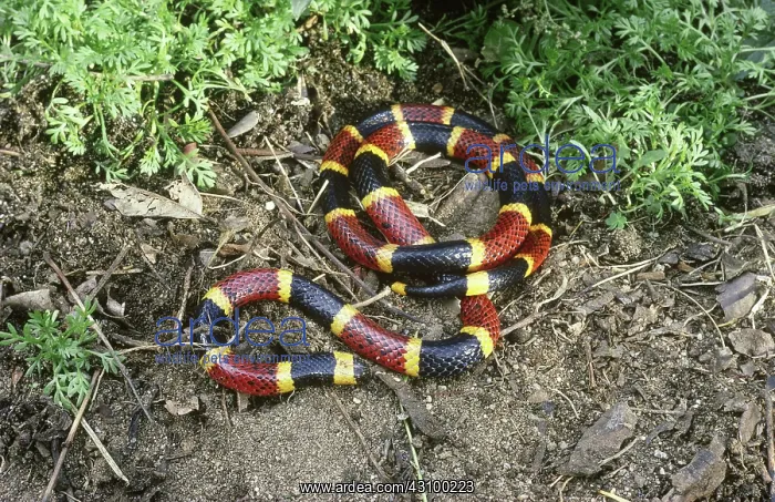 : Coral Snake (Micrurus sp.) : Coral Snake (Micrurus sp.)