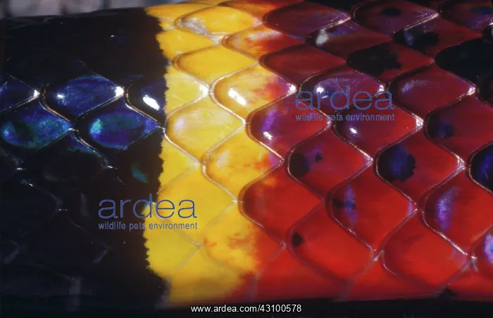 : Coral Snake skin scales : Coral Snake skin scales