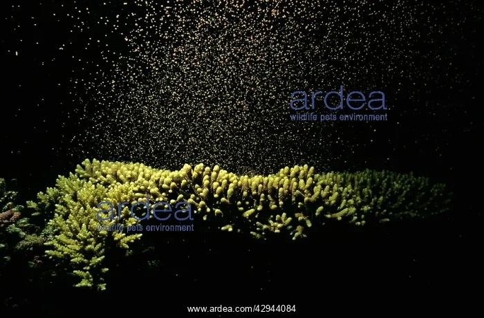 : Coral - spawning : Coral - spawning
