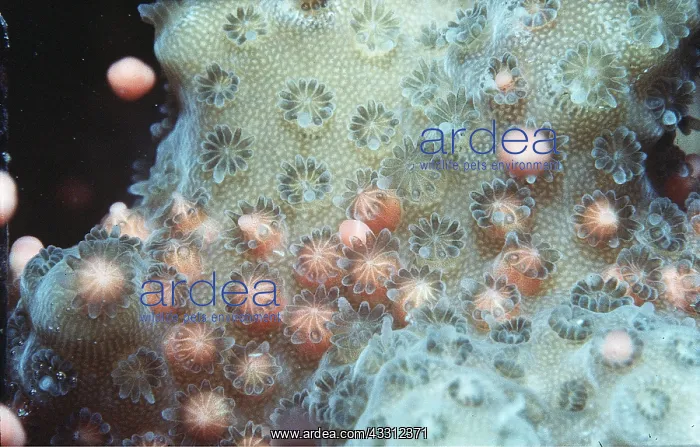 : CORAL SPAWNING - actual size : CORAL SPAWNING - actual size