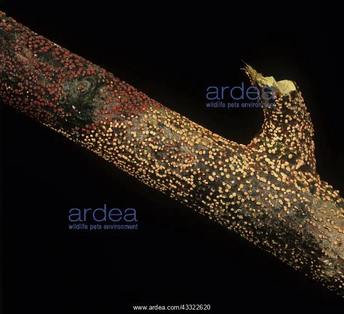 : Coral spot on dead sycamore : Coral spot on dead sycamore