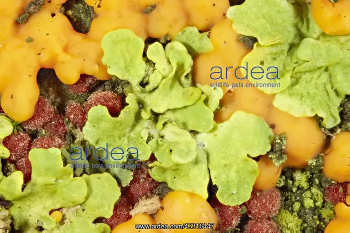 : Coral Spot Fungus and Lichen on tree bark - Norfolk : Coral Spot Fungus and Lichen on tree bark - Norfolk