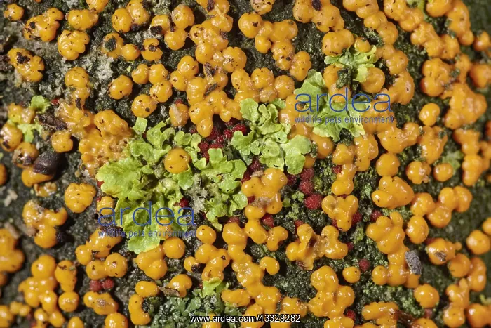 : Coral Spot Fungus and Lichen on tree bark - Norfolk : Coral Spot Fungus and Lichen on tree bark - Norfolk