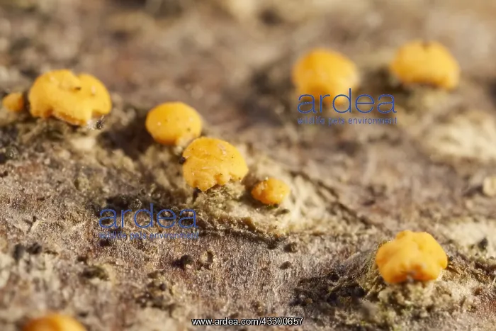 : Coral Spot Fungus - Norfolk UK : Coral Spot Fungus - Norfolk UK