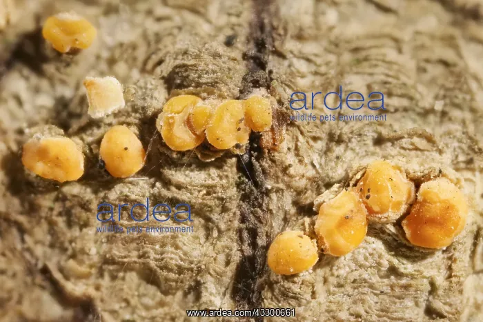 : Coral Spot Fungus - Norfolk UK : Coral Spot Fungus - Norfolk UK