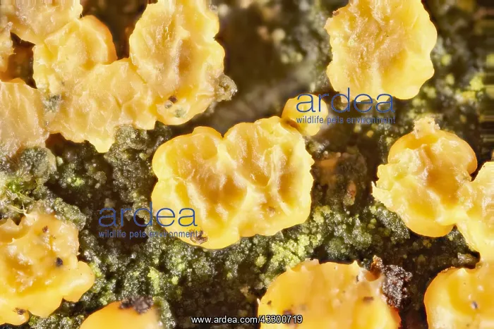 : Coral Spot Fungus - Norfolk UK : Coral Spot Fungus - Norfolk UK
