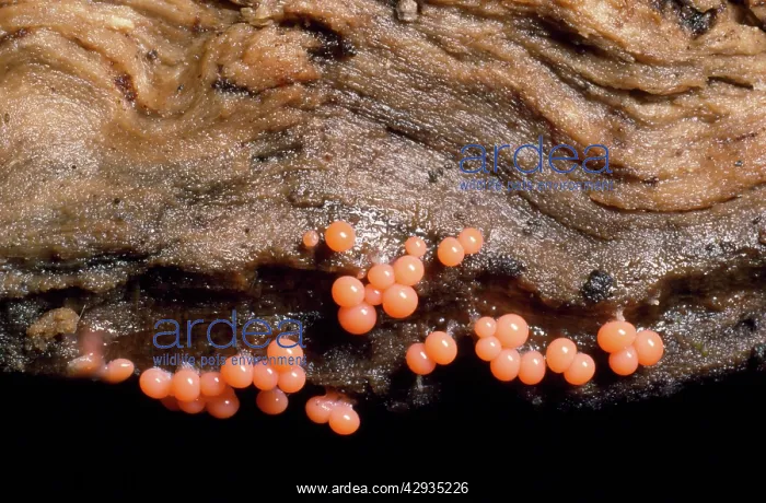 : Coral Spot Fungus - on rotten beech log : Coral Spot Fungus - on rotten beech log