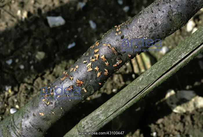 : Coral spot (Nectria cinnabarina) : Coral spot (Nectria cinnabarina)