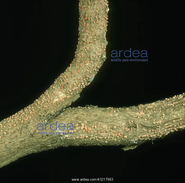 : Coral spot on Tree Mallow : Coral spot on Tree Mallow