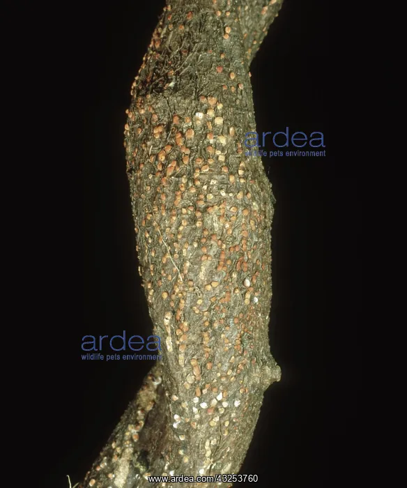 : Coral spot on Wisteria : Coral spot on Wisteria