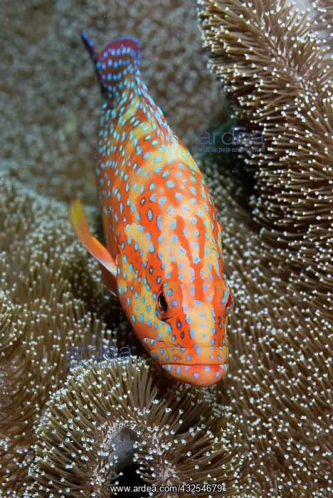 : Coral trout or grouper (Plectropomus leopardus) : Coral trout or grouper (Plectropomus leopardus)