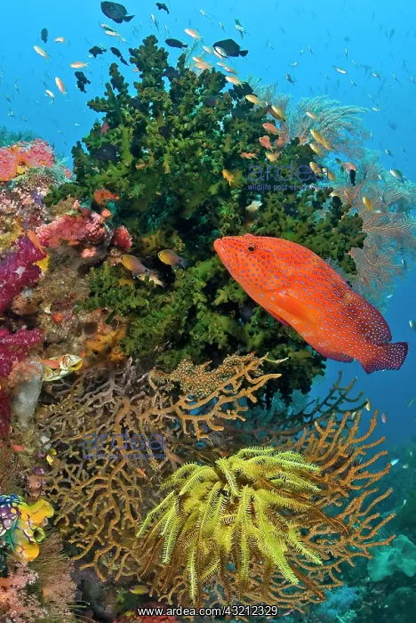 : Coral trout (Plectropomus leopardus) swims : Coral trout (Plectropomus leopardus) swims