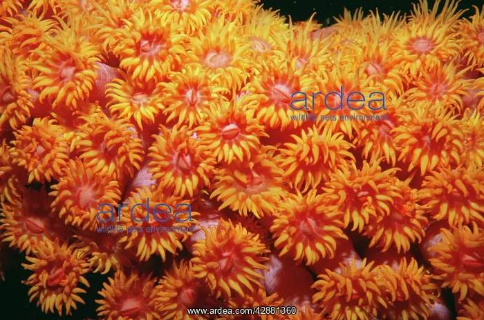 : CORAL (Tubastrea faulkneri). Indonesia : CORAL (Tubastrea faulkneri). Indonesia