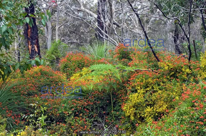 : Coral Vine : Coral Vine