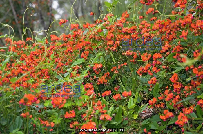 : Coral Vine. Occurs in most habitats throughout : Coral Vine. Occurs in most habitats throughout