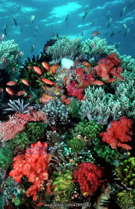 : Coral wall - Komodo Marine Park is world famous : Coral wall - Komodo Marine Park is world famous