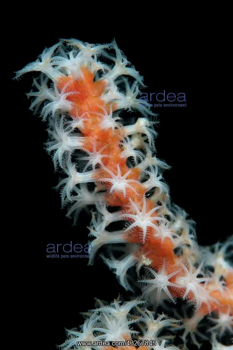: Coral - with white polyps : Coral - with white polyps