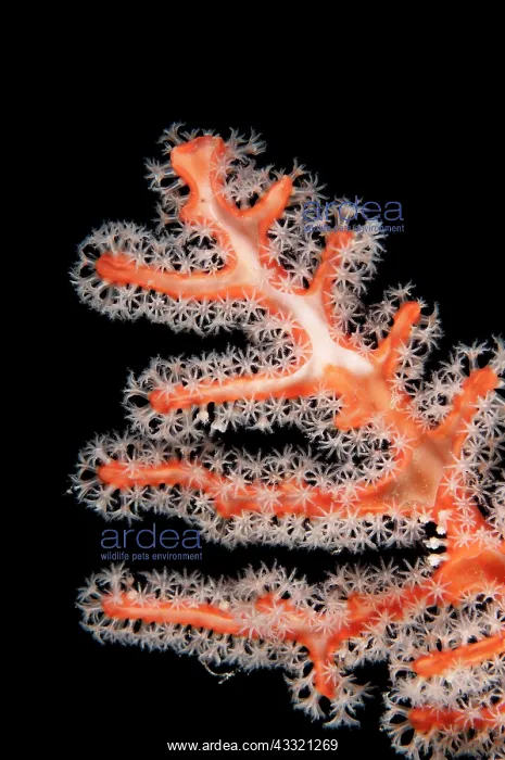  : Coral - with white polyps