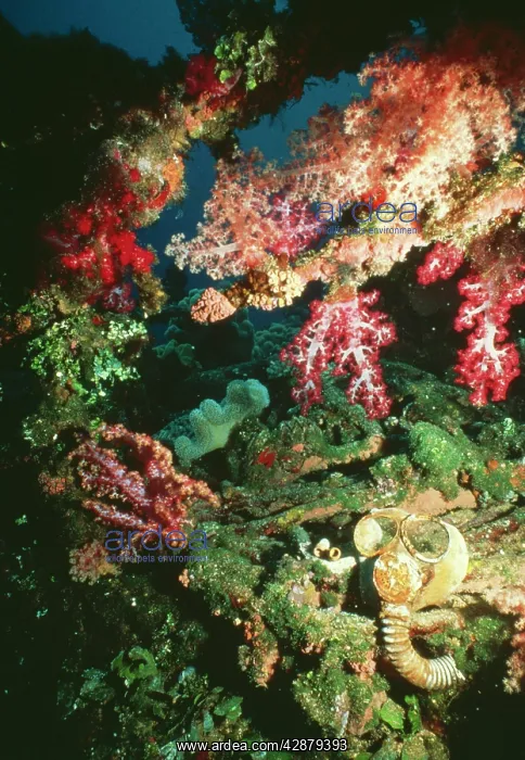 : Coral - on wreck : Coral - on wreck