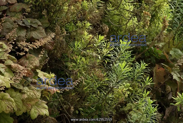 : CoralBells : CoralBells
