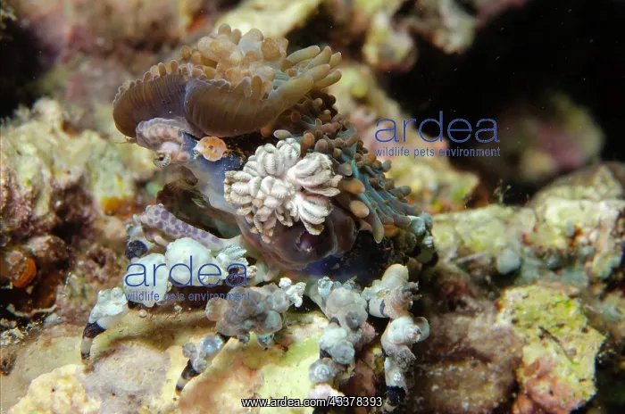 : Corallimorph Decorator Crab : Corallimorph Decorator Crab