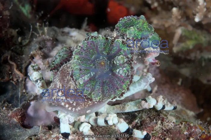  : Corallimorph Decorator Crab - with Corallimorph