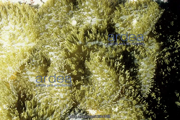 : Coralliomorph : Coralliomorph