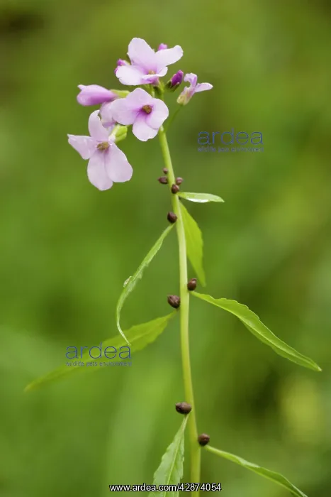 : Coralroot / bittercress : Coralroot / bittercress